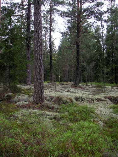 rosegravfalt