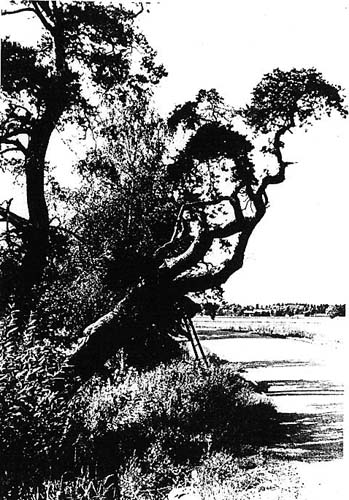 tandvarkstallen